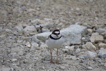 Little Ringed Plover 柏尾川 Sat, 6/4/2016