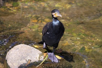 カワウ 善福寺川 2020年8月24日(月)