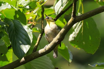 メジロ 代々木公園 2020年8月24日(月)