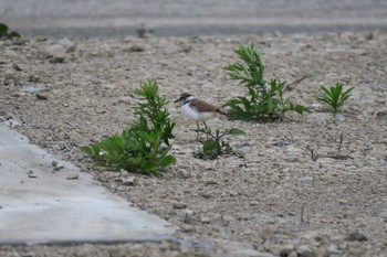 Little Ringed Plover 柏尾川 Sat, 6/4/2016