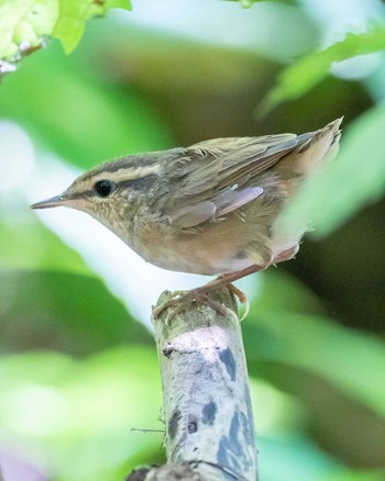 2020年8月22日(土) 森戸川源流の野鳥観察記録