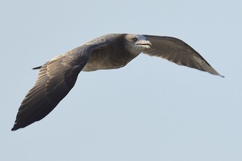 ウミネコ 香川県 2020年8月23日(日)