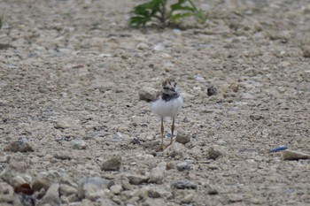 Little Ringed Plover 柏尾川 Sat, 6/4/2016