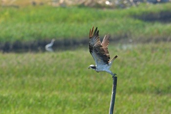 Osprey Osaka Nanko Bird Sanctuary Mon, 8/24/2020