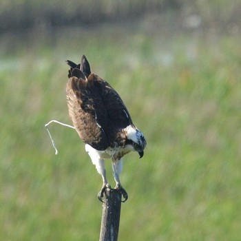 Osprey Osaka Nanko Bird Sanctuary Unknown Date