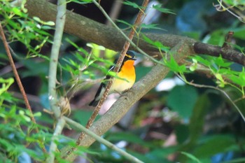 Narcissus Flycatcher 瀬上市民の森 Sat, 6/4/2016