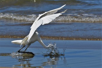 Great Egret 千里浜(石川県羽咋市) Wed, 8/19/2020