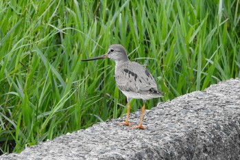 Terek Sandpiper 安来市 Sun, 8/23/2020