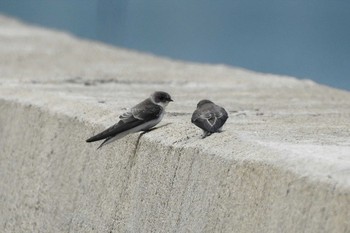 Sand Martin 安来市 Sun, 8/23/2020