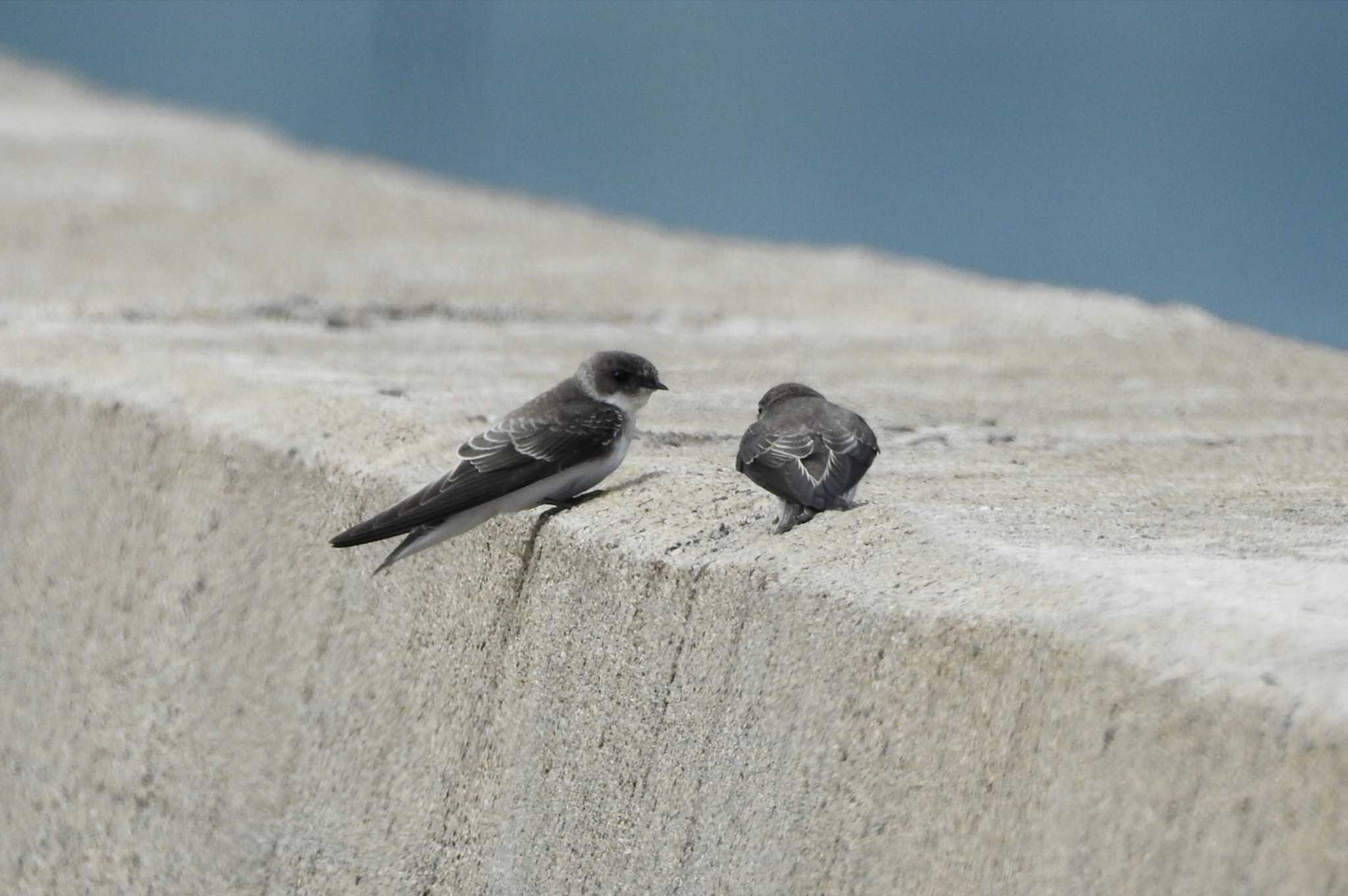 Photo of Sand Martin at 安来市 by 日本橋