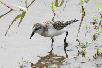 Red-necked Stint 安来市 Sun, 8/23/2020