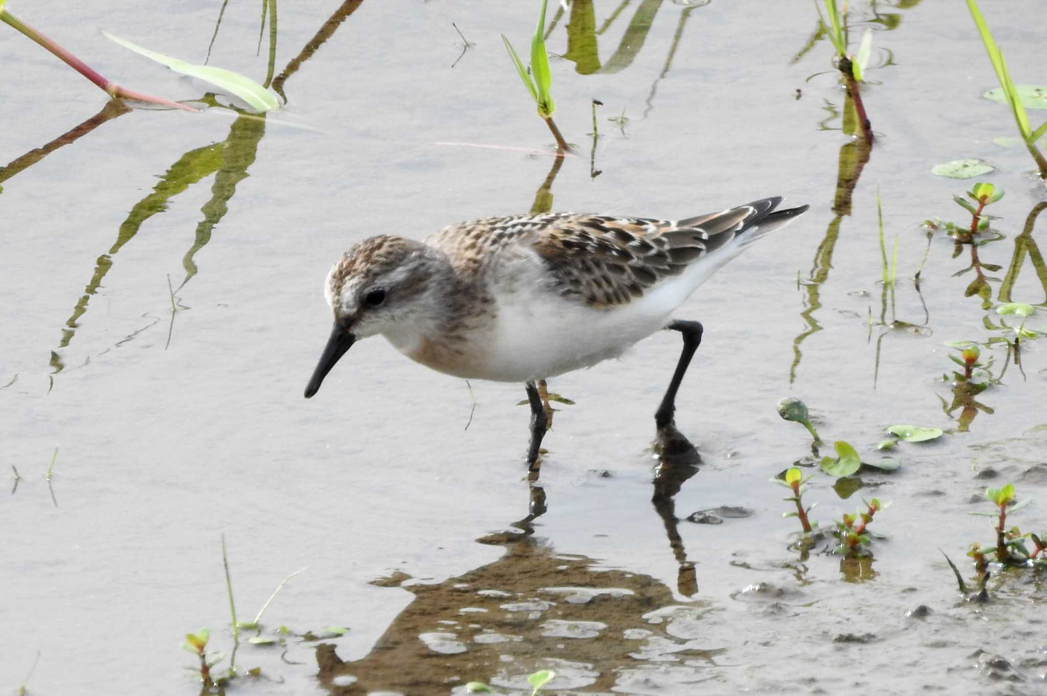 Red-necked Stint