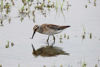 Broad-billed Sandpiper 安来市 Sun, 8/23/2020