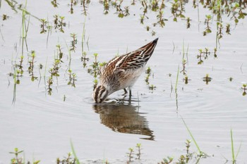 Broad-billed Sandpiper 安来市 Sun, 8/23/2020