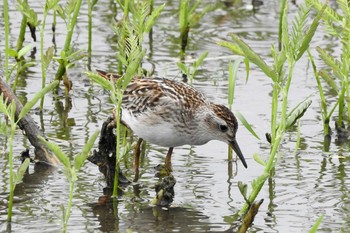 Long-toed Stint 安来市 Sun, 8/23/2020