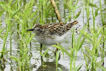 Long-toed Stint 安来市 Sun, 8/23/2020