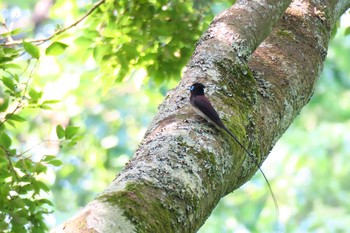 サンコウチョウ 氷取沢市民の森 2016年6月4日(土)