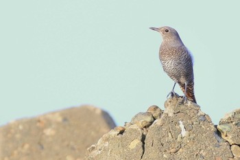 Blue Rock Thrush Unknown Spots Tue, 8/25/2020