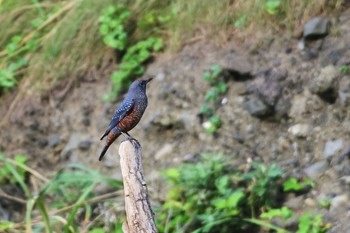 Blue Rock Thrush 新潟市 Tue, 8/25/2020