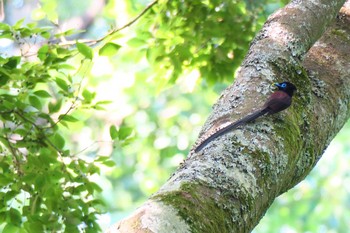 Black Paradise Flycatcher 氷取沢市民の森 Sat, 6/4/2016