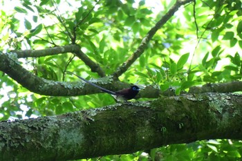 Black Paradise Flycatcher 氷取沢市民の森 Sat, 6/4/2016