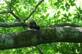 Black Paradise Flycatcher 氷取沢市民の森 Sat, 6/4/2016