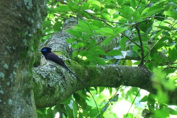 サンコウチョウ 氷取沢市民の森 2016年6月4日(土)