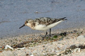 Sanderling 鳥取県米子市沿岸 Tue, 8/25/2020