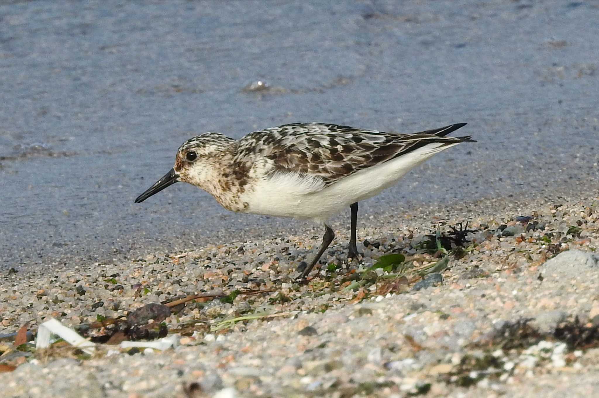 Photo of Sanderling at 鳥取県米子市沿岸 by 日本橋