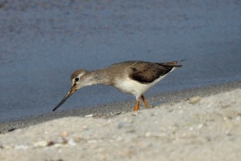 Terek Sandpiper 鳥取県米子市沿岸 Tue, 8/25/2020