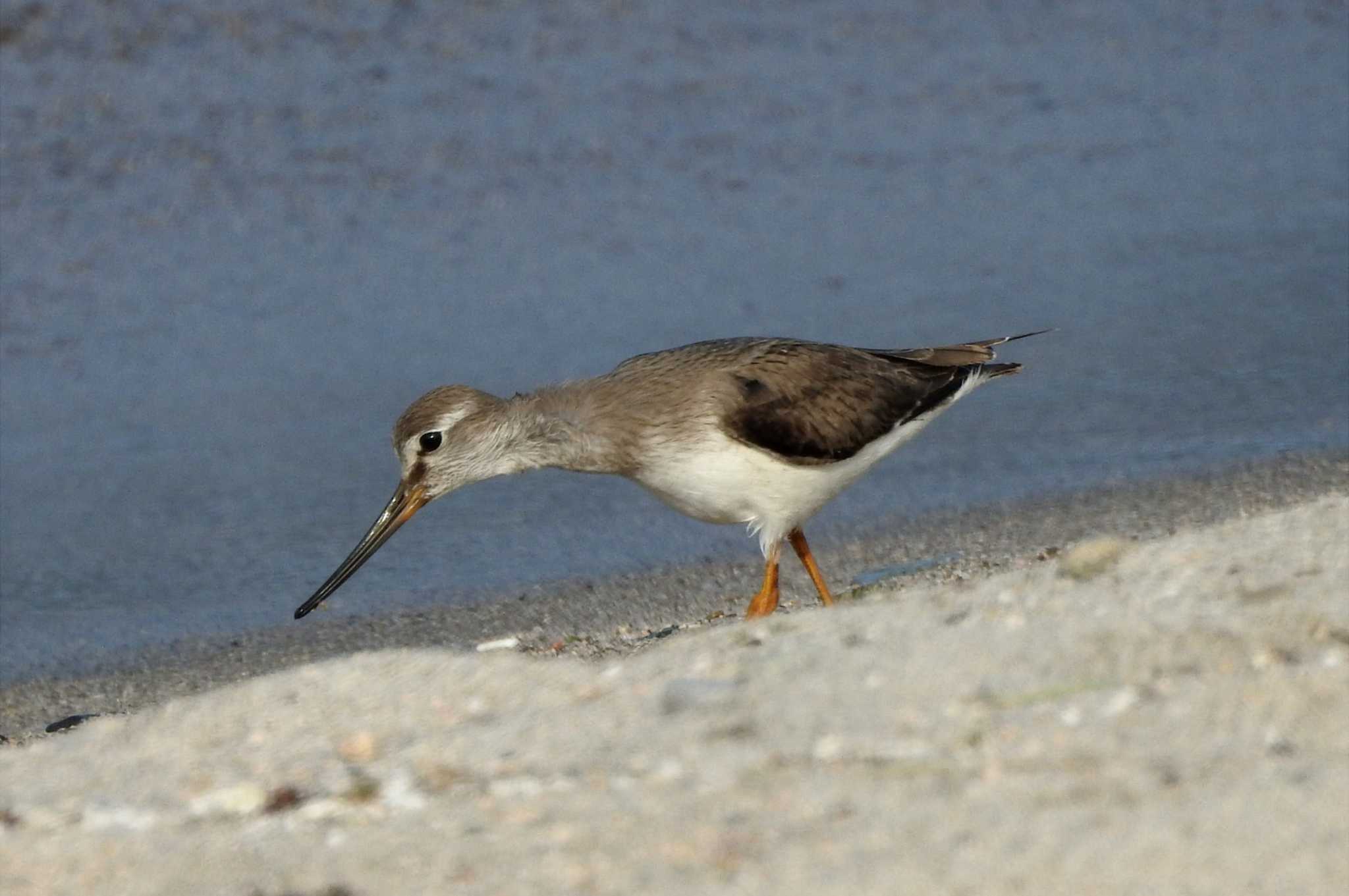 Terek Sandpiper