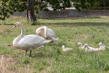 Fri, 6/3/2016 Birding report at 手賀沼遊歩道