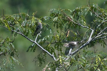 2020年8月26日(水) 葛西臨海公園の野鳥観察記録