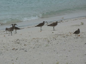 チュウシャクシギ 与論 2020年8月26日(水)