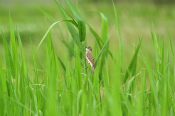2020年5月30日(土) 曽爾村の野鳥観察記録