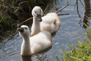 Mute Swan 手賀沼遊歩道 Fri, 6/3/2016