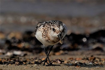 Sanderling 明石市魚住町　瀬戸川河口 Sat, 8/22/2020