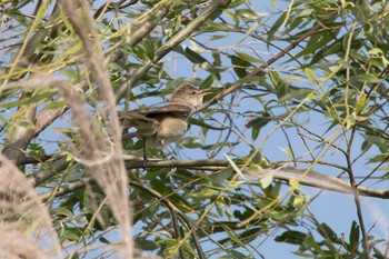 Oriental Reed Warbler 手賀沼遊歩道 Fri, 6/3/2016