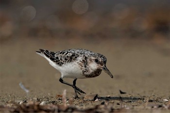 Sanderling 明石市魚住町　瀬戸川河口 Sat, 8/22/2020