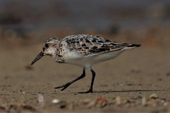 Sanderling 明石市魚住町　瀬戸川河口 Sat, 8/22/2020