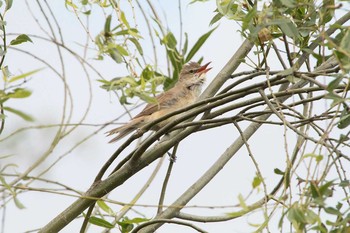 Oriental Reed Warbler 手賀沼遊歩道 Fri, 6/3/2016