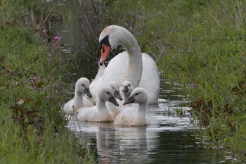 Mute Swan 手賀沼遊歩道 Fri, 6/3/2016