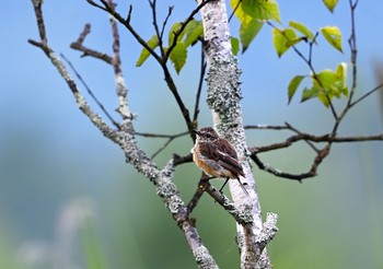 Amur Stonechat Senjogahara Marshland Sun, 8/16/2020