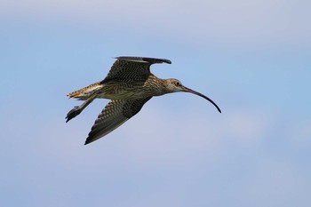 ホウロクシギ 千葉県 2020年8月2日(日)