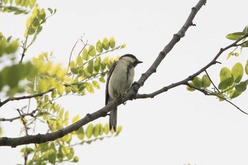 シジュウカラ 手賀沼遊歩道 2016年6月3日(金)