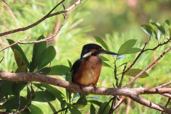 Common Kingfisher 四ツ池公園 Thu, 8/27/2020