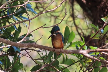 Common Kingfisher 四ツ池公園 Thu, 8/27/2020