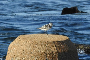 Sanderling 鳥取県米子市沿岸 Thu, 8/27/2020