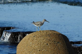 キアシシギ 鳥取県米子市沿岸 2020年8月27日(木)