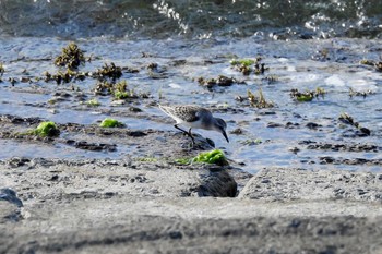 Red-necked Stint 鳥取県米子市沿岸 Thu, 8/27/2020